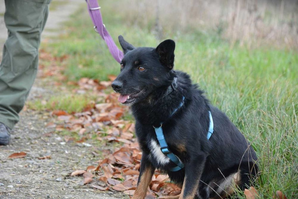 Smerfik- popatrz w te oczy i pokochaj ADOPCJA