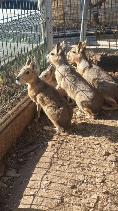 Maras(Lebres da Patagónia)