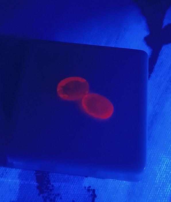 Dois Rubis Naturais de 7x5mm C/ Certificado