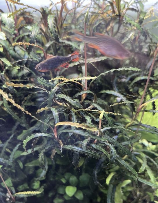 Bucephalandra catherinae green roślina akwariowa