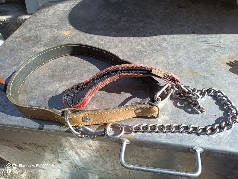 5 utensílios para cão de grande porte429755187426775041