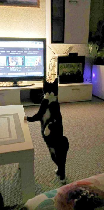 Отдам кота и кошечку