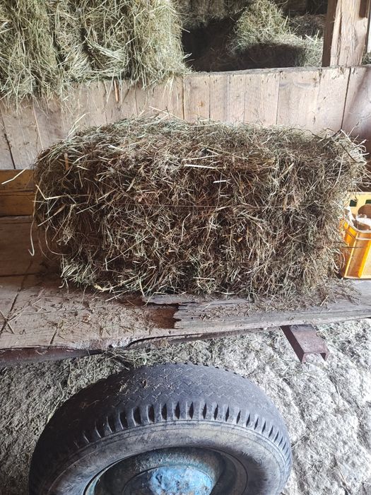 Siano tegoroczny zbiór