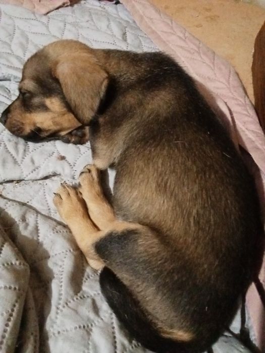 Animais para doação
