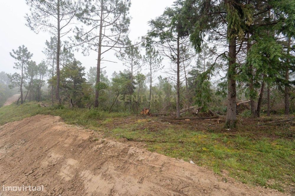 Terreno em Miranda do Corvo- Oportunidade Única por 37.000€