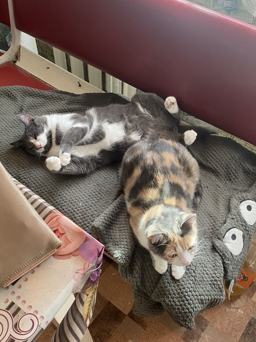 ‼️Срочно‼️ Ищу любящую семью для котиков