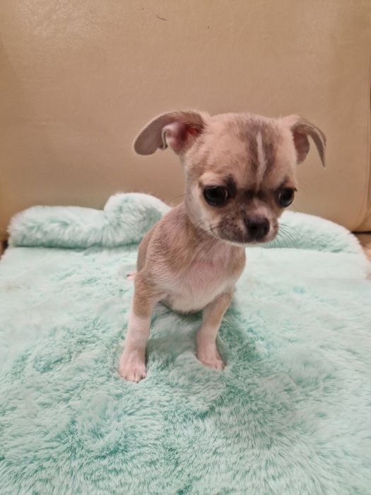 Piesek chihuahua krótkowłosy gotowy do zmiamy domku