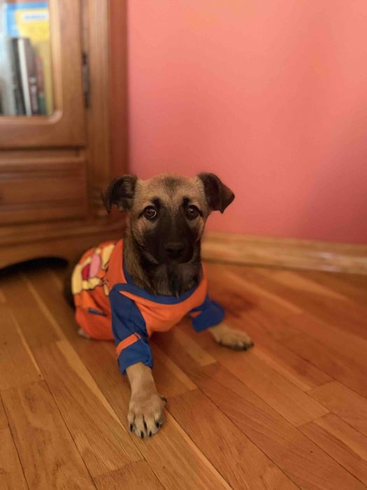 Собачка в добрі руки