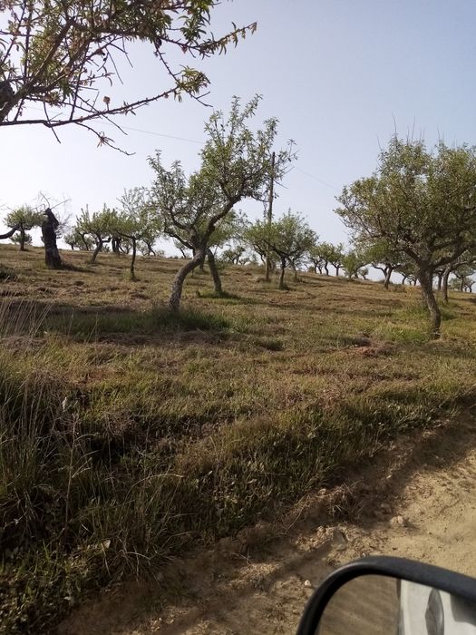 Terreno rústico em sequeiros Moncorvo