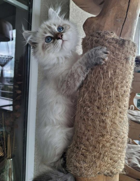 Twoje Marzenie o Kocie – Neva Masquerade z Hodowli Kocia Osada*PL