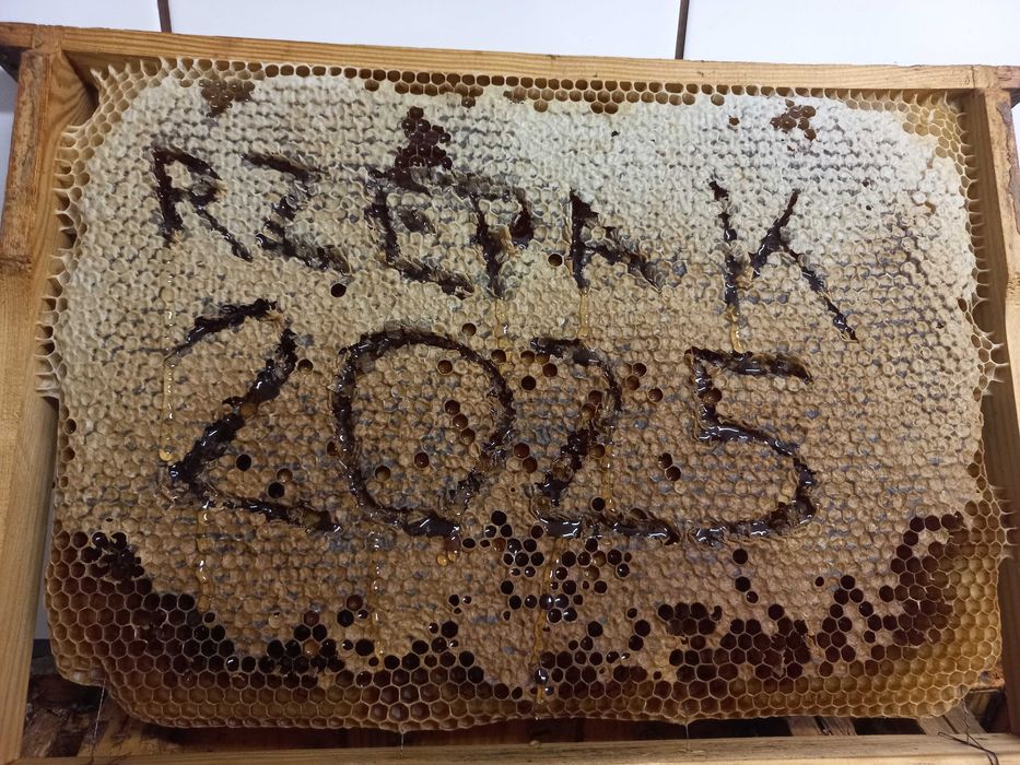 6 x MIÓD Rzepakowy z 2025r