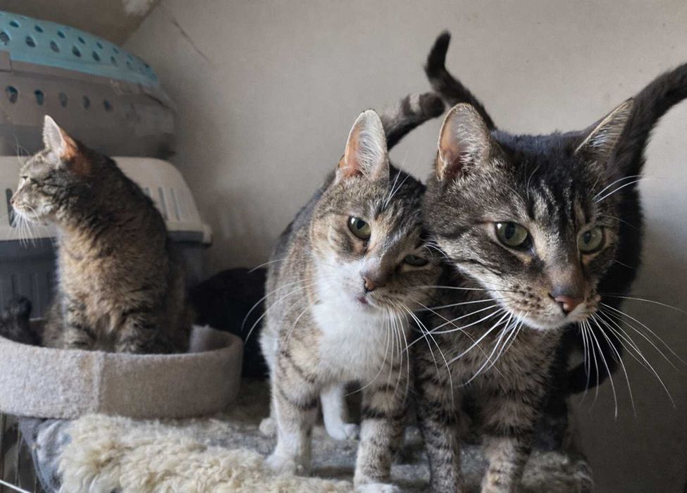 Poznań i okolice - kotka Miłka szuka domu