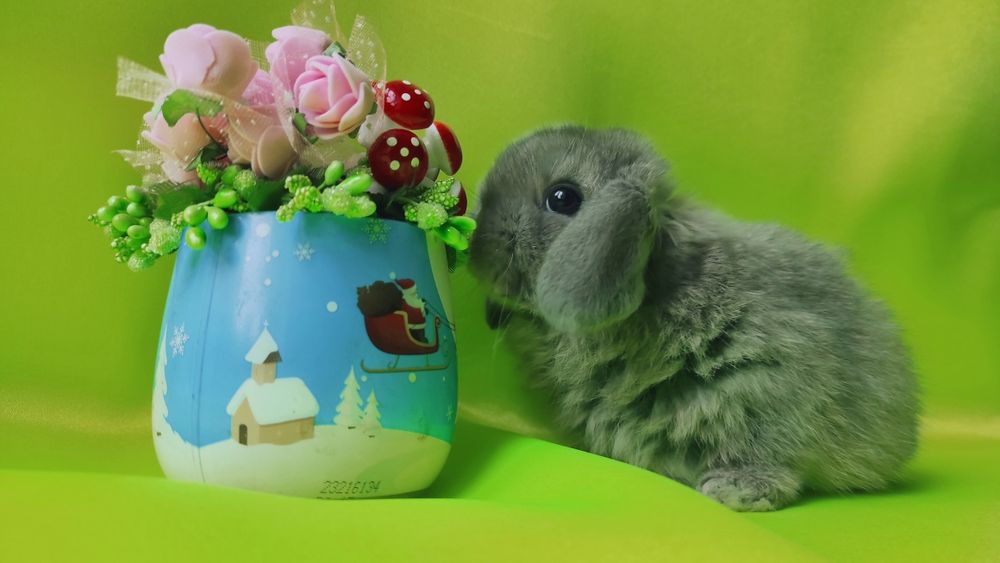 Карликові кролики, декоративні баранчики, нідерландські