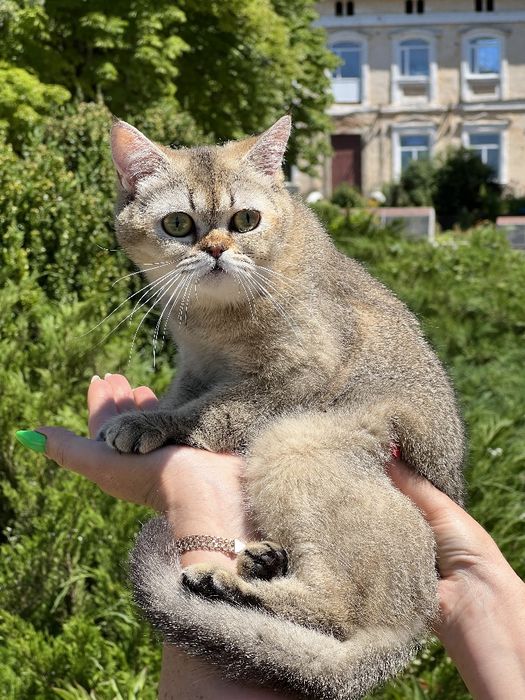 Шикарний котик в плюшевій шубці золота тікірована  шиншила