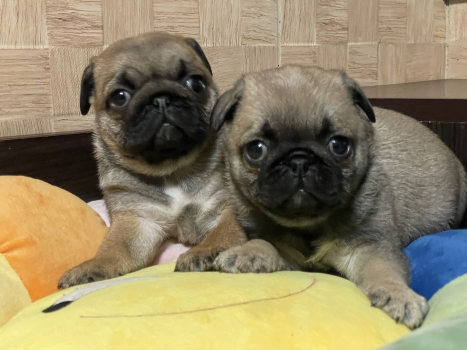 Мопс цуценята абрикосового рідкісного окрасу і бежеві. КСУ