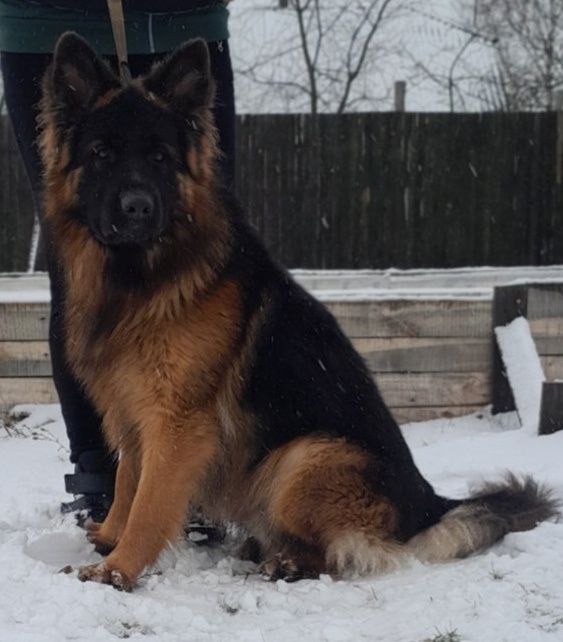 Німецька вівчарка в'язка