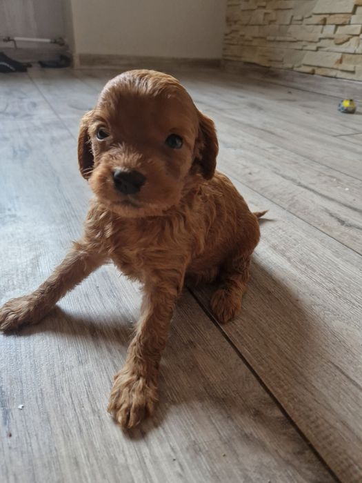 Cavapoo cudny chłopiec