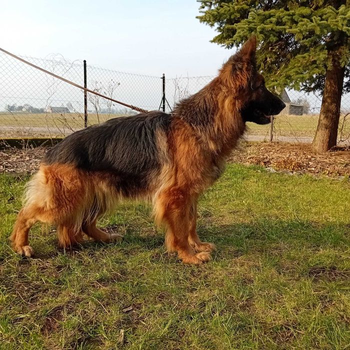 Suczka Szczenię Owczarek Niemiecki Długowłosy