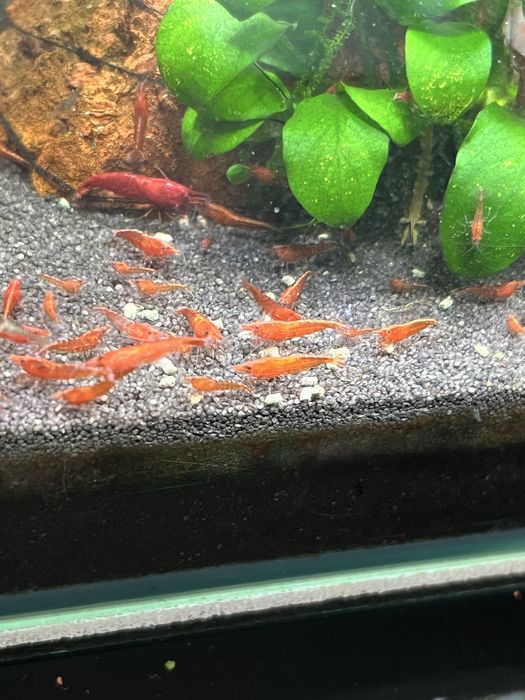 Camaroes red cherry