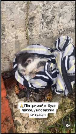 Котенок в беде, помогите