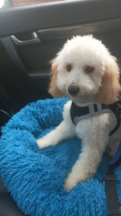 Piesek Pudel toy/miniaturowy