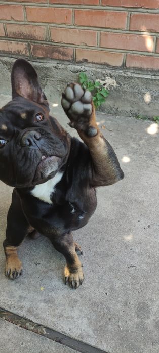 В'язка бульдожки