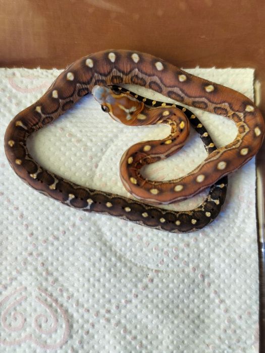 Wąż zbożowy scaleless bez łusek samiczka