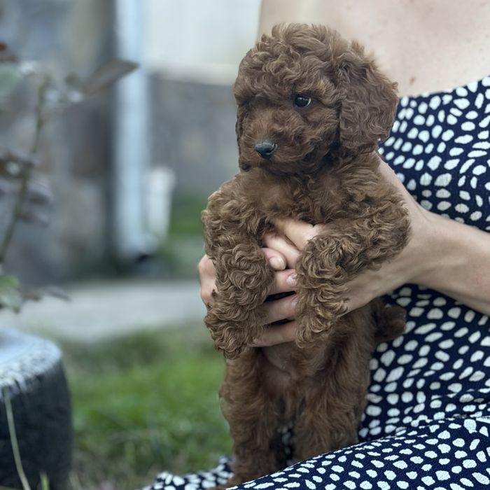 Red Braun хлопчики шоу классу