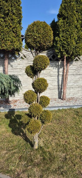 Drzewko formowane na bonsai