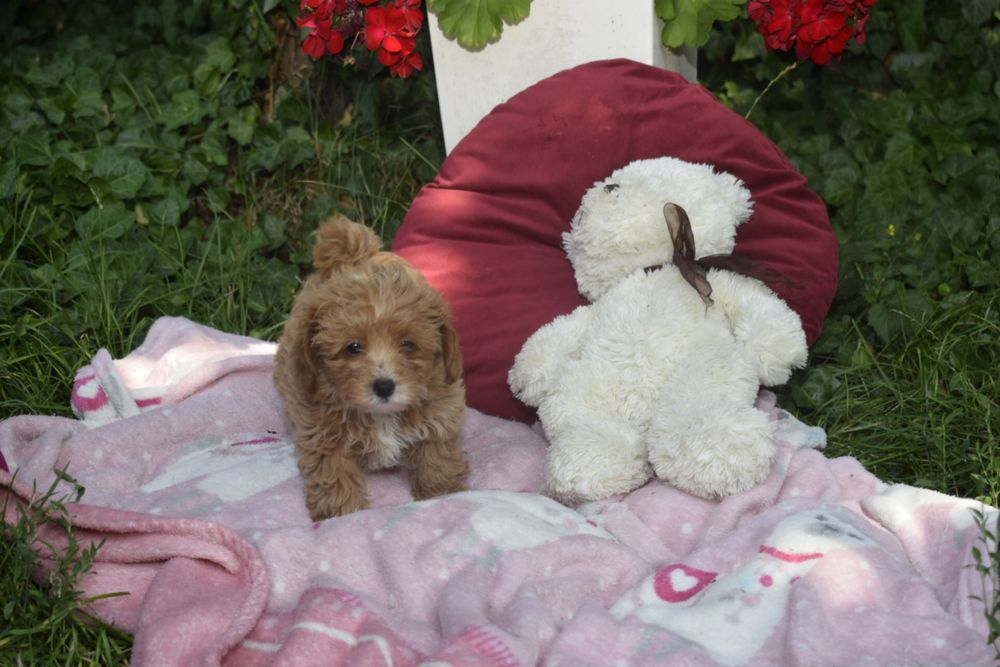Maltipoo Antonina-Antosia