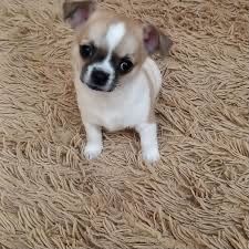 Чихуа-хуа міні дівчинка