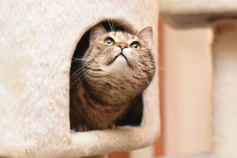 Юки подарит Вам море любви и нежности