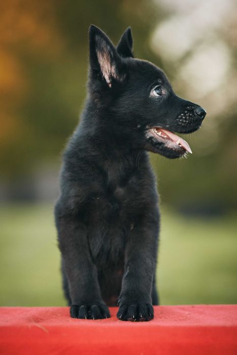 Owczarek niemiecki krótkowłosy Owczarki niemieckie krótkowłose