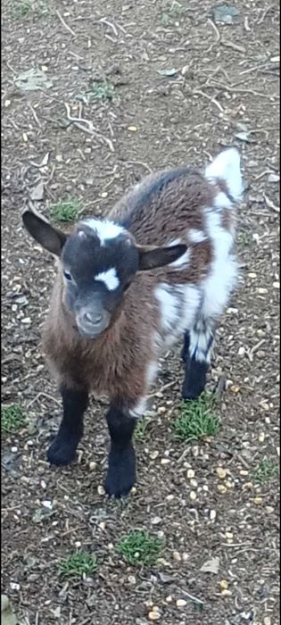 Minitura cabrito