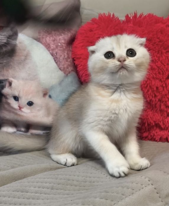 Дівчинка срібла шиншила котята кошенята котики
