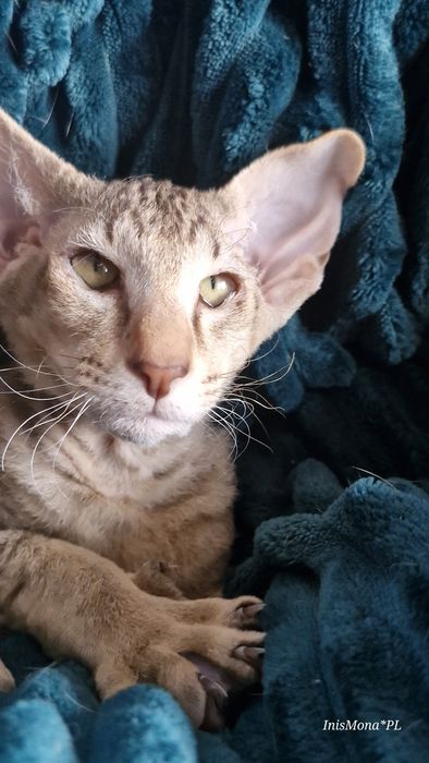 Kocięta Peterbald orientalny