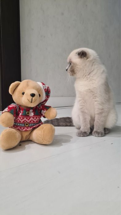 Шотландская вислоухая кошечка /Scottich fold