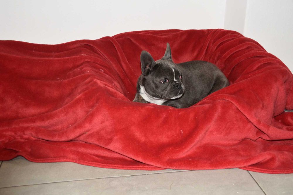 Buldog francuski szczenię blue - PEPPA 4 miesiące aktualna