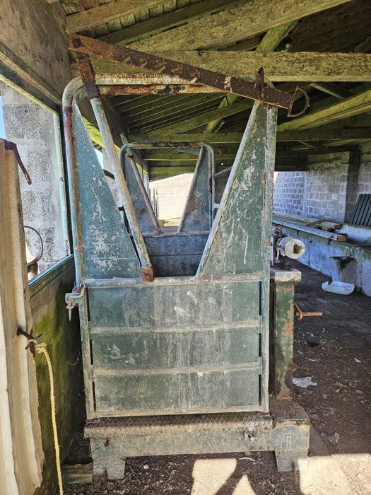 Balança vitelos (gado)