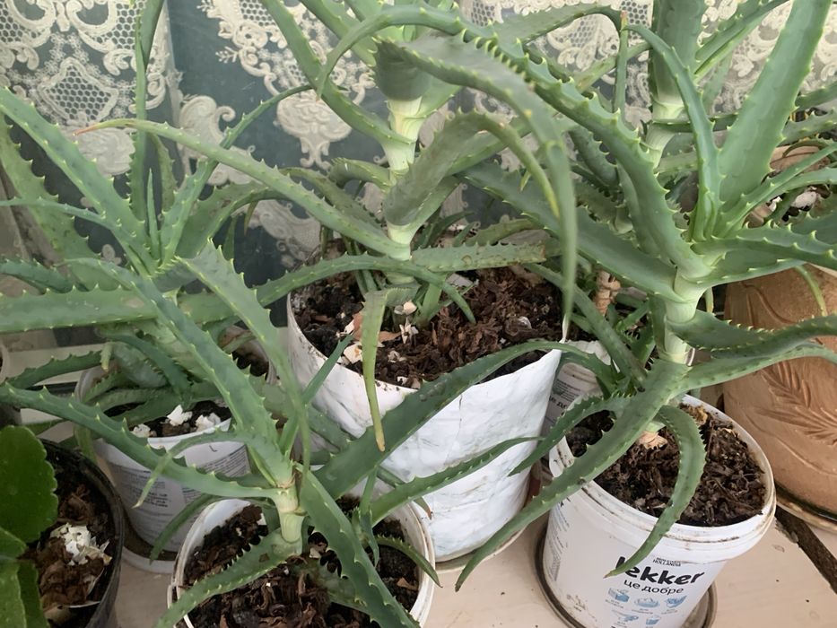 Продам комнатное растение