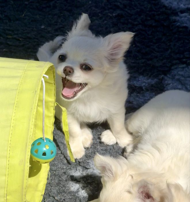 Suczka chihuahua ZKwP FCI