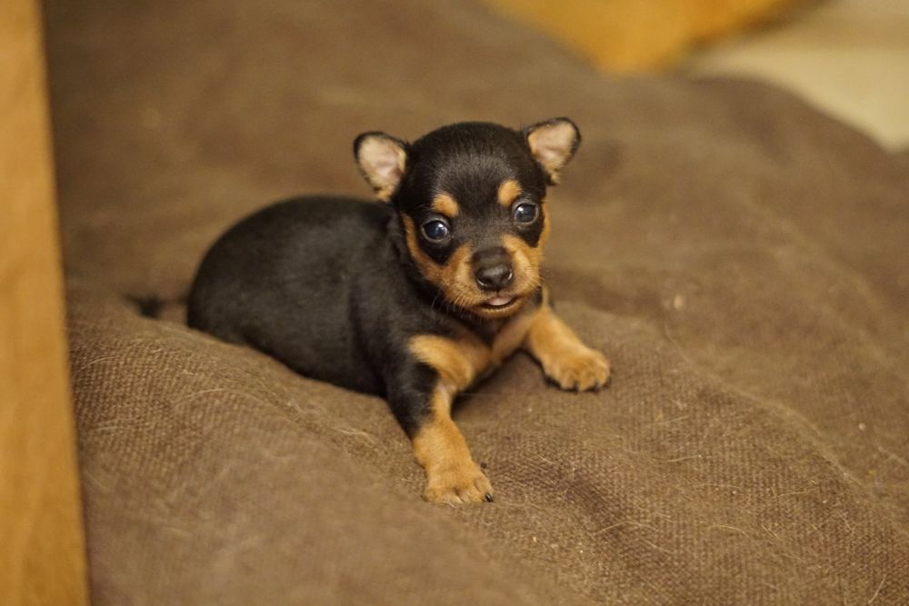 Pinczer Miniaturowy piesek