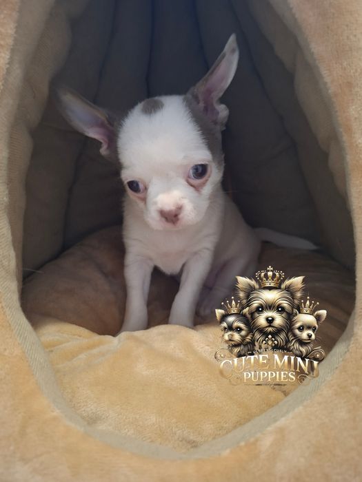 Chihuahua krótkowłosa dziewczynka