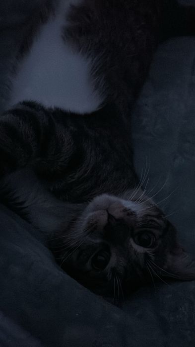 Dou gatinho de 2 aninhos