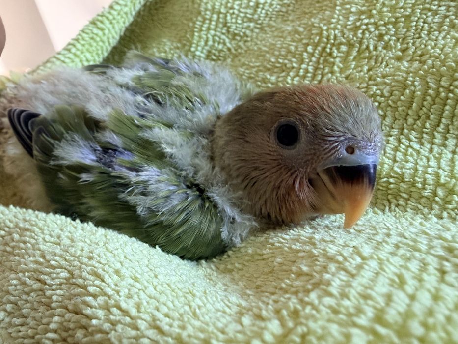 Bebê agapornis para criar a mão
