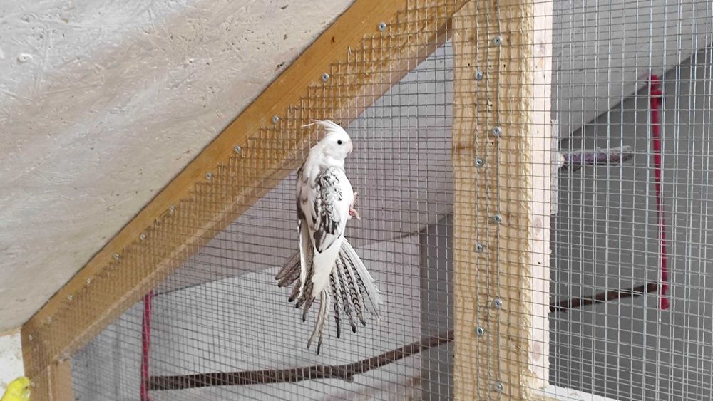 Młode nimfy białogłowe i albino