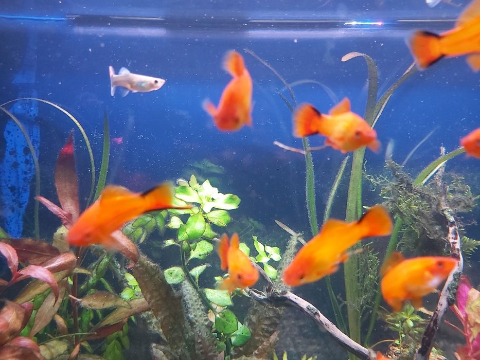 Młode rybki Molinezje Mieczyki.