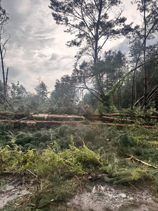 Wycinka samosiejek, sadów, zarośli skupujemy drewno na pniu!