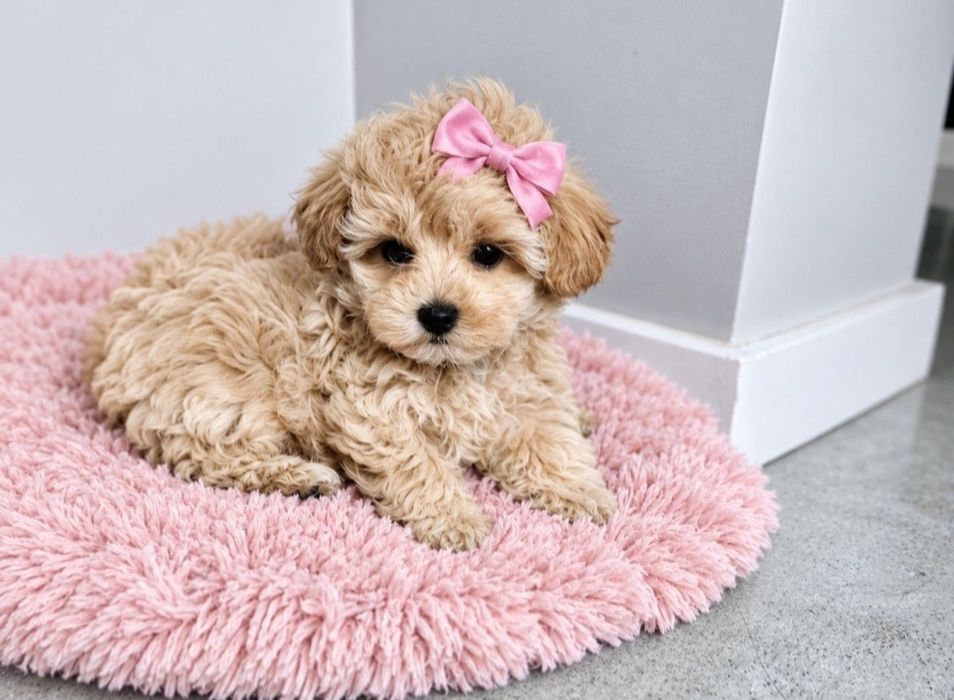 Śliczna Sunia Maltipoo Gotowa do Odbioru !