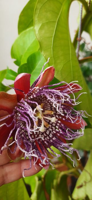 Passiflora Quadrangularis пассифлора квадрангуларис

Сорт предположите